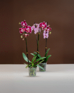 Combo 2 Orquídeas Premium