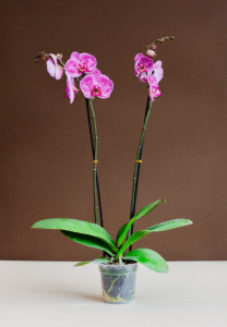 Fucsia moteada - Image 2