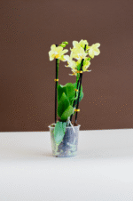 Midi Livorno - Image 2