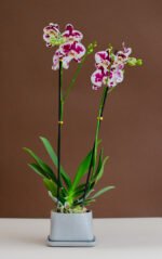 Urna con orquídea premium - Image 4