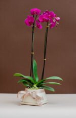 Urna con orquídea premium