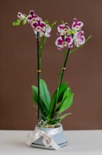 Urna con orquídea premium - Image 2