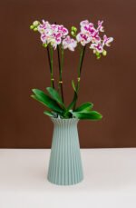 Florero Cattleya verde Eucalipto con orquídea Premium - Image 3