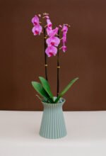 Florero Cattleya verde Eucalipto con orquídea Premium - Image 2