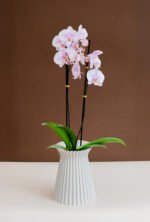 Florero Cattleya Beige con orquídea premium - Image 3