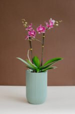 Florero Miltonia con orquidea midi - Image 4