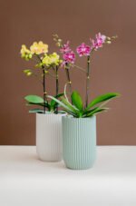 Florero Miltonia con orquidea midi