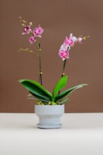 Copa con orquidea multiflora - Image 4