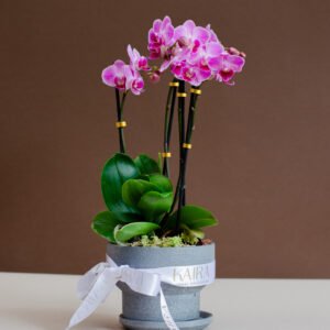 Copa con orquidea multiflora