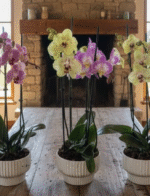 Jardin Duo Premium - Image 3