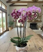 Jardin Duo Premium