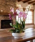 Jardin super Premium