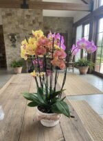 Jardin Premium Tricolor