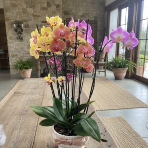Jardin Premium Tricolor